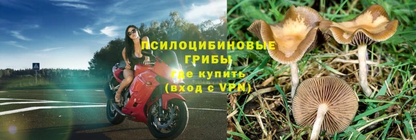 спайс Богданович